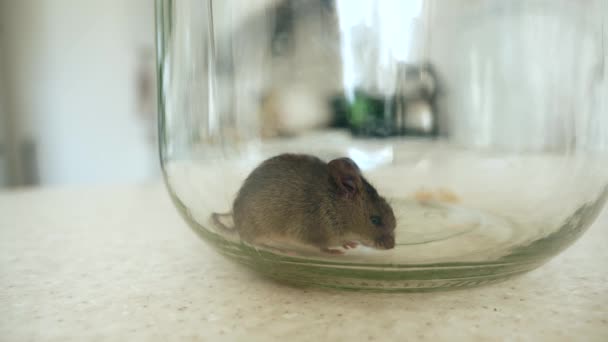Detailní Vystrašená Myš Lapená Skleněné Láhvi Kuchyňské Lince Zpomalený Pohyb — Stock video