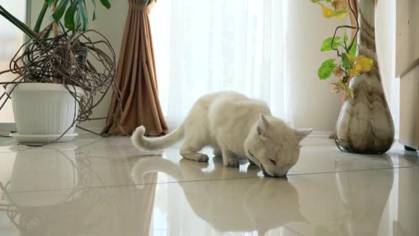 Gato Branco Pega Camundongo Cinza Come Cozinha Casa Movimento Lento — Vídeo de Stock