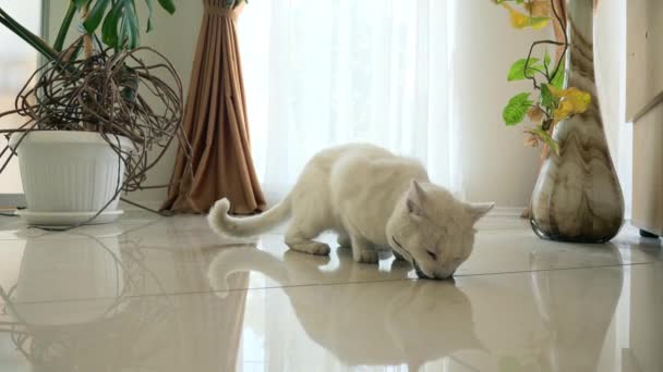 White Cat Menangkap Tikus Abu Abu Dan Memakannya Dapur Gerakan — Stok Video