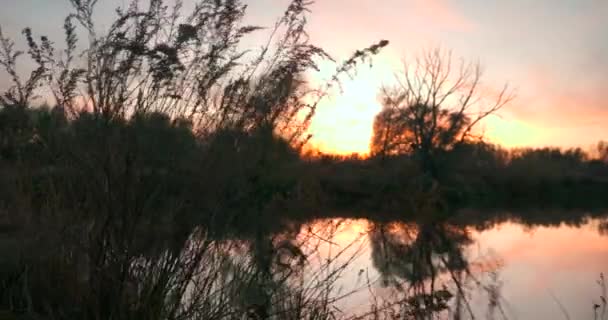 木々や川の上に美しい夕日 夕方水に空の反射 田舎の風景 田園風景 — ストック動画