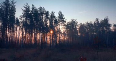 Pine Forest 'ta Sabah Sisi. Güneş Işıkları Ağaçların Arasında Işınlar. Sinematik Gündoğumu Arkaplanı