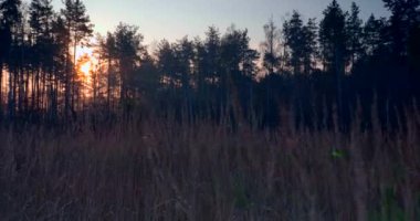 Pine Forest 'ta Sabah Sisi. Güneş Işıkları Ağaçların Arasında Işınlar. Sinematik Gündoğumu Arkaplanı