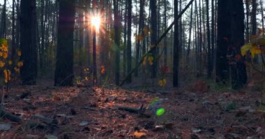 Yakın plan Sarı Yapraklar Çam Ağacı İğneleri Sonbahar Ormanı 'nda Zeminde. Güneş Işıkları Ağaçlar Arasında Sabah Sisi Arasında Işınlanıyor. Sinematik Arkaplan