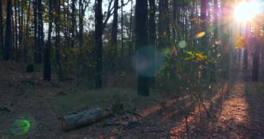 Günışığı Kirişleri Sonbahar Ormanındaki Çam Ağaçları 'ndan Işınlanıyor. Ormanda Sabah Sisi. Sinematik Arkaplan