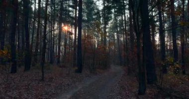 Pine Autumn Ormanında Yürüyüş. Güneş Işıkları Ağaçlar Arasında Sabah Sisi Arasında Işınlanıyor. Sinematik Arkaplan