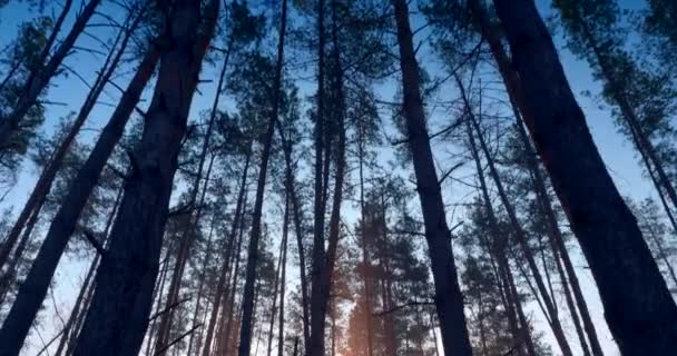 Ochtendmist Het Dennenbos Zonnestralen Stralen Door Bomen Cinematische Zonsopgang Achtergrond — Stockvideo