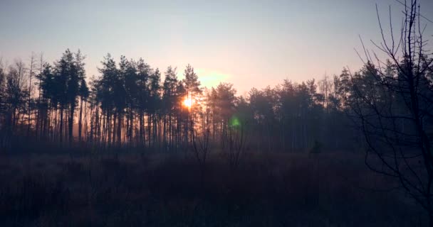 Niebla Matutina Bosque Pinos Rayos Sol Rayos Través Los Árboles — Vídeos de Stock