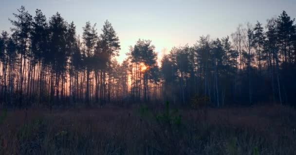 Morgondimma Tallskogen Solstrålarna Strålar Genom Träden Filmisk Soluppgång Bakgrund — Stockvideo