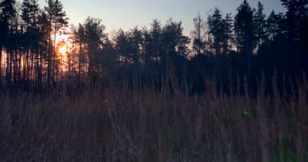 Reggeli Köd Fenyőerdőben Napsugarak Átsugározzák Fákat Cinematikus Napkelte Háttér — Stock videók