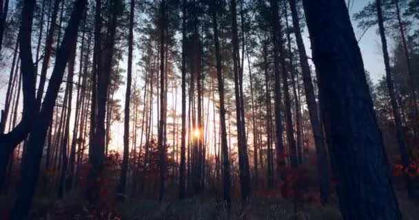 Morgondimma Tallskogen Solstrålarna Strålar Genom Träden Filmisk Soluppgång Bakgrund — Stockvideo