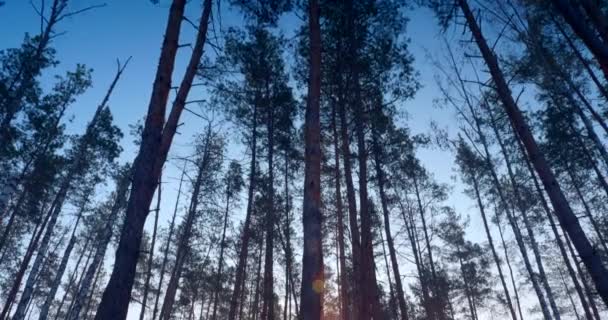 Ranní Mlha Pine Forest Sluneční Paprsky Procházejí Stromy Kinematické Pozadí — Stock video