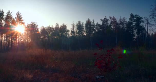 Morgondimma Tallskogen Solstrålarna Strålar Genom Träden Filmisk Soluppgång Bakgrund — Stockvideo