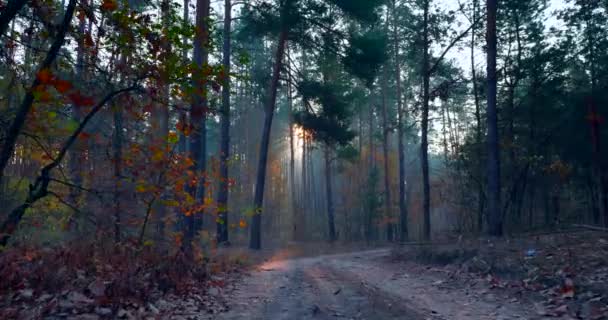 Procházky Pine Autumn Forest Sluneční Paprsky Pronikají Ranní Mlhou Mezi — Stock video