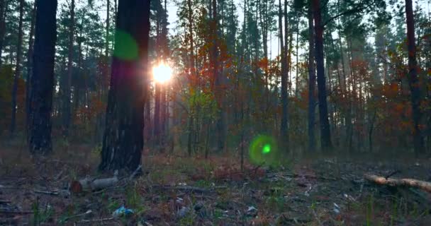 Vandring Vandring Tallskogen Solstrålarna Strålar Genom Morgondimman Bland Träden Filmisk — Stockvideo