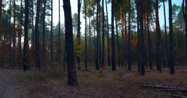 Randonnée Pédestre Dans Forêt Automne Pins Rayons Soleil Rayons Travers — Video