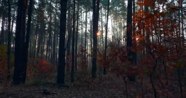 Caminata Senderismo Pine Autumn Forest Rayos Sol Rayos Través Niebla — Vídeos de Stock