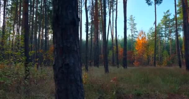 Vandring Vandring Tallskogen Solstrålarna Strålar Genom Morgondimman Bland Träden Filmisk — Stockvideo