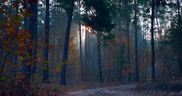 Séta Túra Fenyő Őszi Erdőben Napsugár Sugarak Keresztül Reggeli Köd — Stock videók