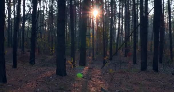 Vandring Vandring Tallskogen Solstrålarna Strålar Genom Morgondimman Bland Träden Filmisk — Stockvideo