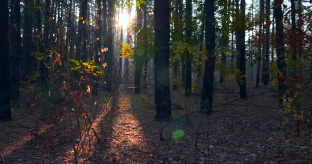 Séta Túra Fenyő Őszi Erdőben Napsugár Sugarak Keresztül Reggeli Köd — Stock videók