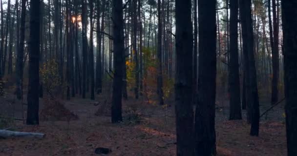 Wandelen Wandelen Pine Autumn Forest Sunshine Stralen Stralen Door Morning — Stockvideo