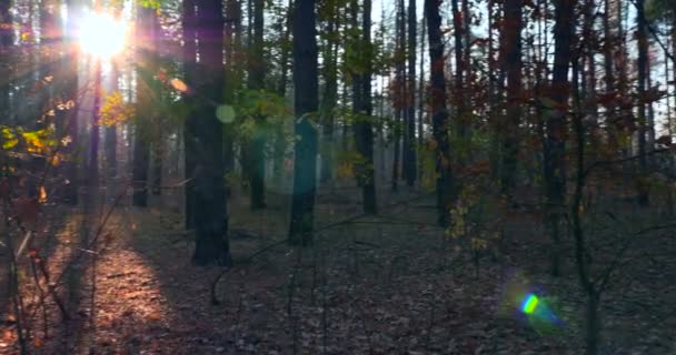 Sunshine Beams Rays Pine Trees Autumn Forest Morning Mist Fog — Stock Video