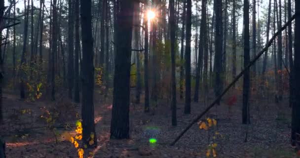 Caminata Senderismo Pine Autumn Forest Rayos Sol Rayos Través Niebla — Vídeos de Stock
