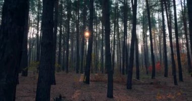 Pine Autumn Ormanında Yürüyüş. Güneş Işıkları Ağaçlar Arasında Sabah Sisi Arasında Işınlanıyor. Sinematik Arkaplan