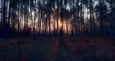 Pine Forest 'ta Sabah Sisi. Güneş Işıkları Ağaçların Arasında Işınlar. Sinematik Gündoğumu Arkaplanı