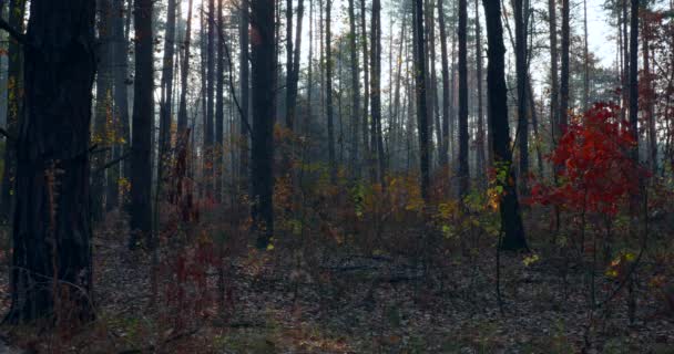 Autumn Forest Sunshine Beams Rays Morning Mist Fog Trees Inglês — Vídeo de Stock