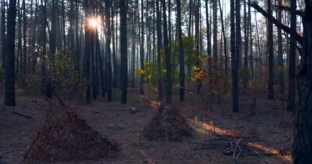 Vandring Vandring Tallskogen Solstrålarna Strålar Genom Morgondimman Bland Träden Filmisk — Stockvideo
