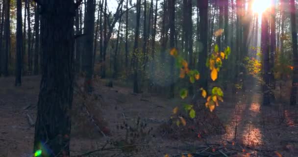 Caminhadas Pine Autumn Forest Sunshine Beams Rays Morning Mist Fog — Vídeo de Stock