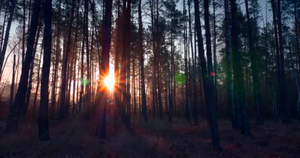 Morgondimma Tallskogen Solstrålarna Strålar Genom Träden Filmisk Soluppgång Bakgrund — Stockvideo