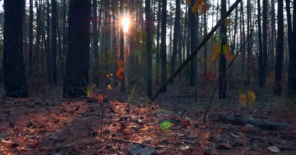 Närbild Yellow Leaves Pine Tree Nålar Marken Höstskogen Solstrålarna Strålar — Stockvideo