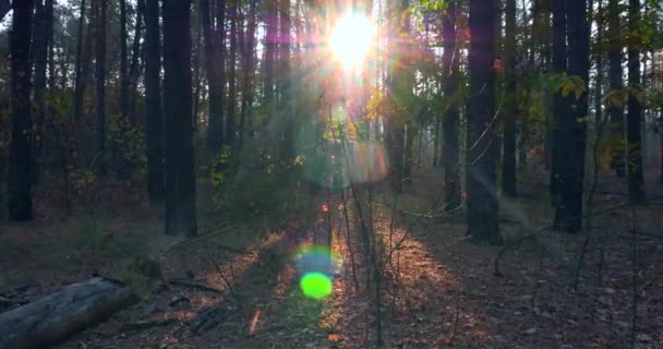 Zonnestralen Stralen Door Dennenbomen Het Herfstbos Ochtendmist Het Bos Cinematische — Stockvideo