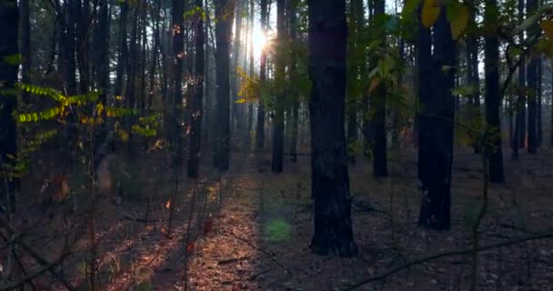 Sunshine Beams Rays Pine Trees Autumn Forest Morning Mist Fog — Stock Video