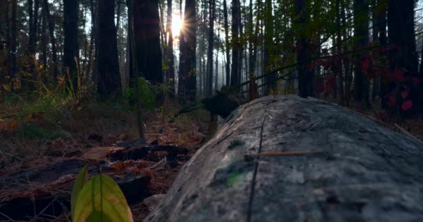 Solstrålarna Strålar Genom Tallar Höstskogen Morgon Dimma Skogen Filmisk Bakgrund — Stockvideo