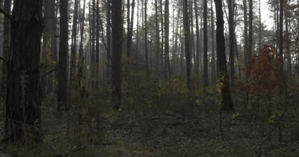 Bosque Otoño Rayos Sol Rayos Través Niebla Matutina Niebla Entre — Vídeos de Stock