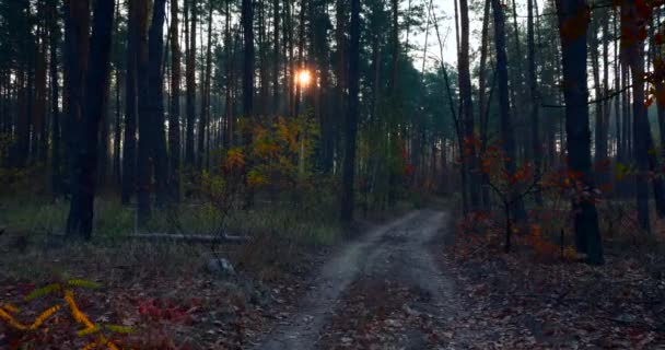 Vandring Vandring Tallskogen Solstrålarna Strålar Genom Morgondimman Bland Träden Filmisk — Stockvideo