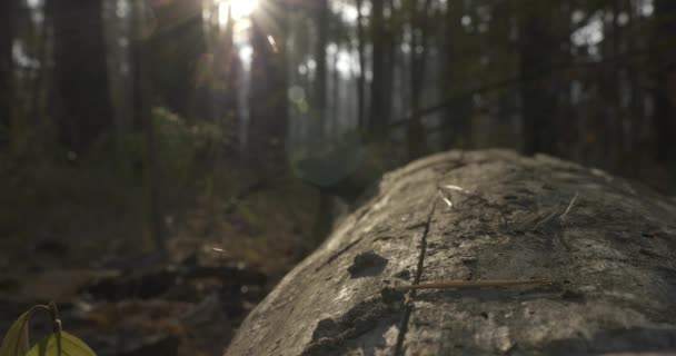 Zonnestralen Stralen Door Dennenbomen Het Herfstbos Ochtendmist Het Bos Cinematische — Stockvideo