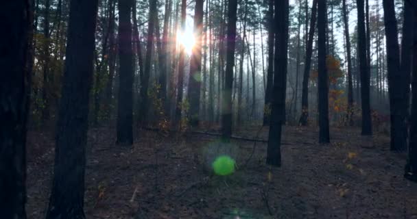 Walking Hiking Pine Autumn Forest Sunshine Beams Rays Morning Mist — Stock Video