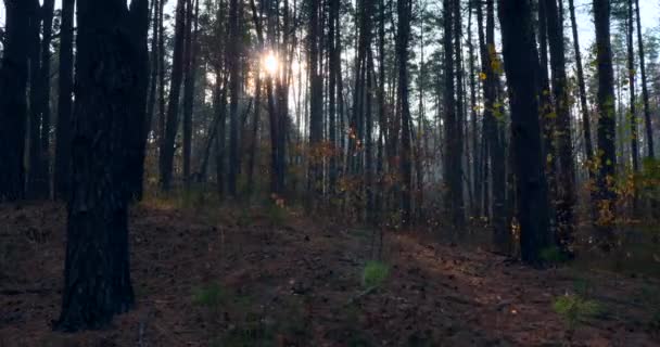 Solstrålarna Strålar Genom Tallar Höstskogen Morgon Dimma Skogen Filmisk Bakgrund — Stockvideo