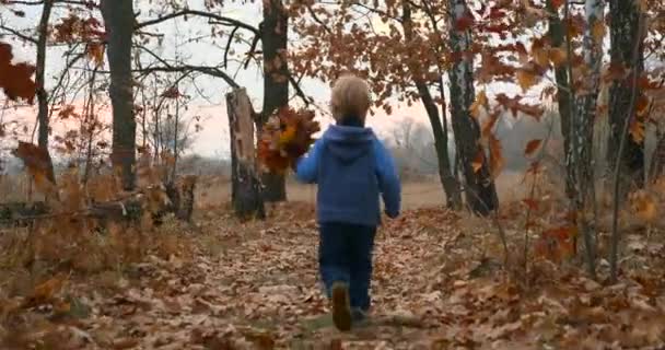 Ragazzino Con Foglie Acero Corre Nella Foresta Autumn Grove Field — Video Stock