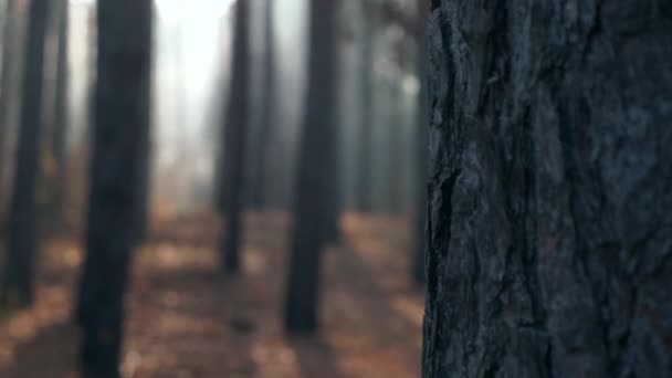 Wandelaar Zwarte Mantel Cowl Wandelingen Door Mistig Bos Dwalende Monnik — Stockvideo