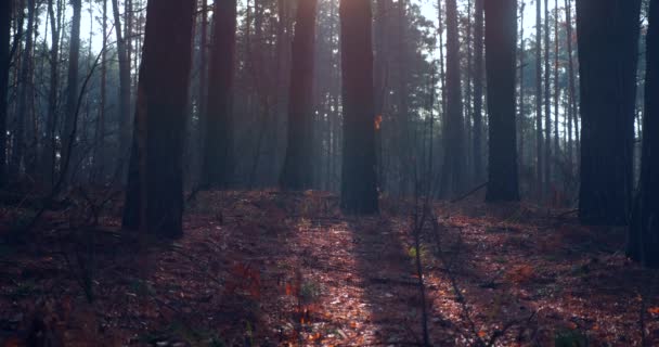 Buenos Días Mist Sol Través Pinos Otoño Misty Forest Background — Vídeos de Stock