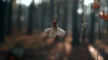 Kurutulmuş mantarlar Misty Forest 'ta ipte sallanıyor. Sonbahar sabahı. Kamp alanı. Ağaçların Arasında Gün Işığı. 2x Yavaş çekim 60 fps