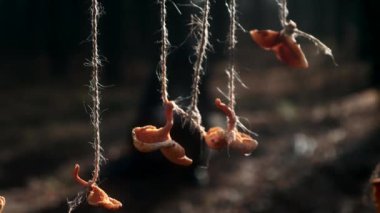 Kurutulmuş mantarlar ipte asılı. Münzevi münzevi keşiş İncil okuyor. Misty Wood 'da kamp alanı. Sonbahar Sabahı. 2x Yavaş çekim 60 fps
