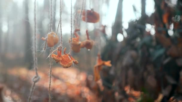 Secado Setas Colgando Cuerda Misty Forest Mañana Otoño Camping Iluminación — Vídeos de Stock