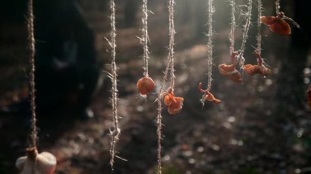 Paddenstoelen Drogen Hangend Aan Touw Achtergrond Solitaire Recluse Hermit Monnik — Stockvideo