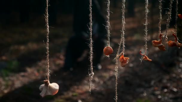 Secar Cogumelos Pendurados Corda Fundo Solitário Recluse Hermit Monk Reading — Vídeo de Stock